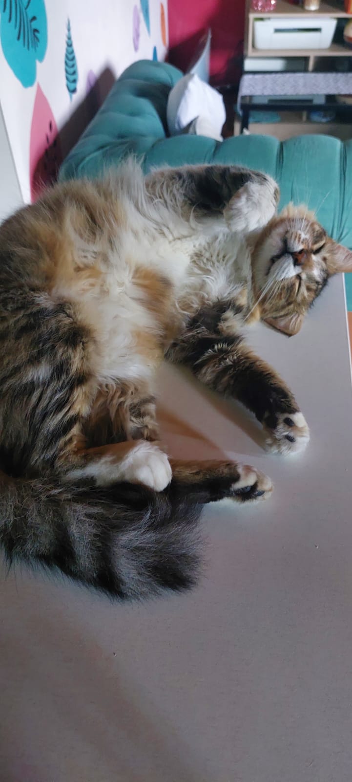 Cósmico